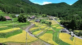 刈り入れが迫り、黄金色に色づいた棚田＝多可町加美区岩座神（ドローンで撮影）