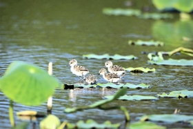 卵からかえったばかりのセイタカシギのひな４羽（三木敏史さん提供）