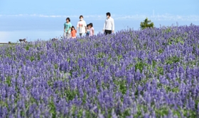 見頃を迎えたサルビア。来場者が写真を撮るなど楽しんだ＝淡路市楠本（撮影・坂井萌香）