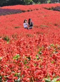見頃を迎えたサルビア。来場者が写真を撮るなど楽しんだ＝淡路市楠本（撮影・坂井萌香）