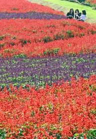 見頃を迎えたサルビア。来場者が写真を撮るなど楽しんだ＝淡路市楠本（撮影・坂井萌香）