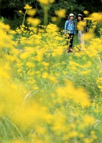 そよ風に揺れる秋の七草オミナエシ＝８日午前、三木市福井、県立三木山森林公園