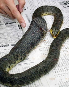 餌を丸のみしたヤマカガシ＝２００８年７月、小野市内
