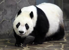２７歳の誕生日を迎えタンタン＝１６日午後、神戸市灘区王子町３、神戸市立王子動物園（撮影・坂井萌香）