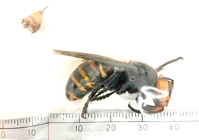 患者を刺したとスズメバチ。左上は患者の体に残された針＝神戸市立医療センター中央市民病院提供