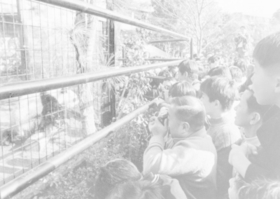 １９７２年１１月、一般公開されたパンダを見る人たち＝東京・上野動物園