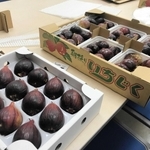 特殊なケースに入った川西産イチジク（日本航空提供）