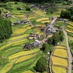刈り入れが迫り、黄金色に色づいた棚田＝兵庫県多可町加美区岩座神（ドローンで撮影）