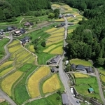 色づく棚田＝多可町加美区岩座神