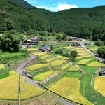 刈り入れが迫り、黄金色に色づいた棚田＝多可町加美区岩座神（ドローンで撮影）