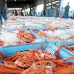 鮮やかな紅色の「香住ガニ」＝５日午前、香住漁港西港