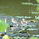 卵からかえったばかりのセイタカシギのひな４羽（三木敏史さん提供）