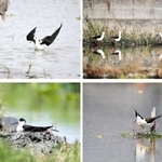 (左～時計回り）■なんもせえへんで」。ひなをかばって注意を引く親鳥に、三宅純さんは優しく声をかけた■縄張り争いで、じっと向かい合うセイタカシギのつがい■大雨で畑の水かさが上がり、水没するセイタカシギの巣■土を盛ってかさ上げされた巣で羽を休ませるセイタカシギ（いずれも三木敏史さん提供）