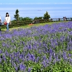 一面に青い花を咲かせたサルビア＝淡路市楠本