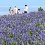 見頃を迎えたサルビア。来場者が写真を撮るなど楽しんだ＝淡路市楠本（撮影・坂井萌香）