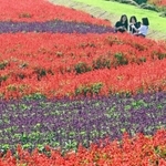 見頃を迎えたサルビア。来場者が写真を撮るなど楽しんだ＝淡路市楠本（撮影・坂井萌香）