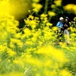風に揺れるオミナエシの花＝８日午前、兵庫県立三木山森林公園