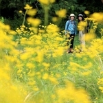 そよ風に揺れる秋の七草オミナエシ＝８日午前、三木市福井、県立三木山森林公園