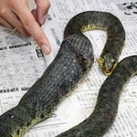 餌を丸のみしたヤマカガシ＝２００８年７月、小野市内