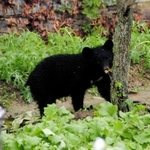 人家近くを歩くツキノワグマ＝２０１０年１０月２８日、豊岡市日高町日置