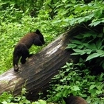 兵庫県内で目撃された２頭のクマ（県森林動物研究センター提供）＝２０１６年１０月