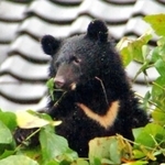住宅地の木に登り、周りの様子をうかがうツキノワグマの子グマ＝２０１０年１０月、豊岡市日高町日置