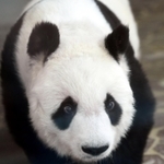 ２７歳の誕生日を迎えタンタン＝１６日午後、神戸市灘区王子町３、神戸市立王子動物園（撮影・坂井萌香）