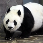 ２７歳の誕生日を迎えタンタン＝１６日午後、神戸市灘区王子町３、神戸市立王子動物園（撮影・坂井萌香）