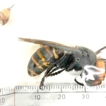 患者を刺したとスズメバチ。左上は患者の体に残された針＝神戸市立医療センター中央市民病院提供