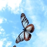 秋空に羽ばたくアサギマダラ＝２８日午前、神戸市灘区摩耶山町、摩耶山天上寺