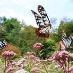 フジバカマの蜜を求めて舞うアサギマダラ＝２８日午後、神戸市灘区摩耶山町、摩耶山天上寺