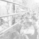 １９７２年１１月、一般公開されたパンダを見る人たち＝東京・上野動物園