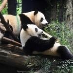 東京・上野動物園のジャイアントパンダの双子、シャオシャオとレイレイ（右）＝２６日（東京動物園協会提供）