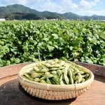 丹波篠山市特産の黒枝豆＝丹波篠山市川北（２０２１年撮影）