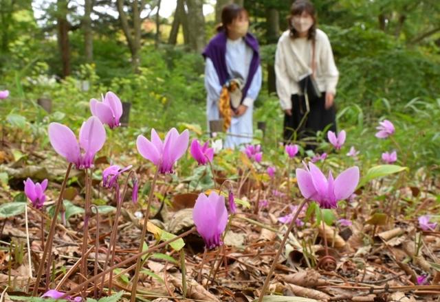 森の中で可憐な花を咲かせる「シクラメン・ヘデリフォリウム」＝神戸市灘区、六甲高山植物園