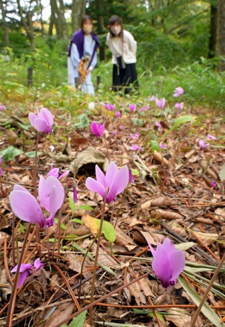 森の中で可憐な花を咲かせる「シクラメン・ヘデリフォリウム」＝神戸市灘区、六甲高山植物園