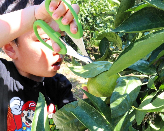 ミカン狩りを楽しむ子ども＝洲本市宇山、平岡農園