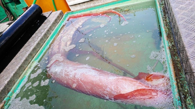 但馬漁協の所属船「竜宝丸」が漁獲したダイオウイカ（但馬産松葉ガニ普及推進協議会提供）