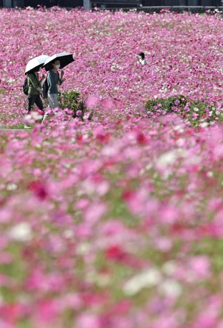 ピンクのじゅうたんのように花が咲き誇るコスモス畑＝丹波市氷上町清住