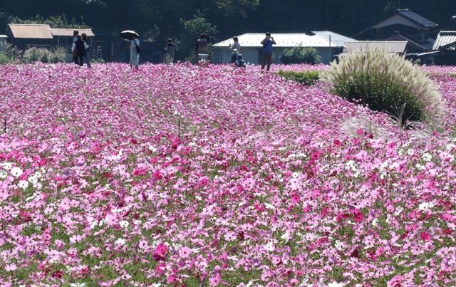 ピンクのじゅうたんのように咲き誇るコスモス＝丹波市氷上町清住