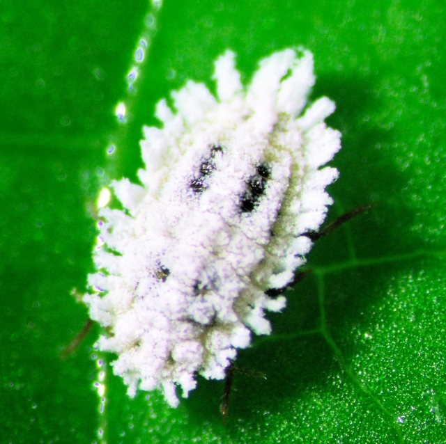背中に黒い点が見えるクロテンコナカイガラムシのメスの成虫（兵庫県病害虫防除所提供）