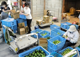 売店の奥で進む出荷作業＝洲本市宇山、平岡農園