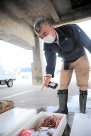 出勤前に港に寄って、水揚げされた魚を撮影する山下正晶所長＝香住漁港西港