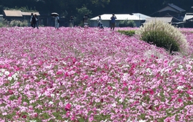 ピンクのじゅうたんのように咲き誇るコスモス＝丹波市氷上町清住