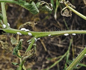 トマトの茎に付いたクロテンコナカイガラムシ（兵庫県病害虫防除所提供）