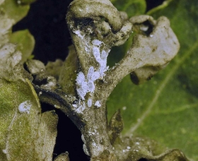 キクに寄生するクロテンコナカイガラムシと縮んだ茎の先（兵庫県病害虫防除所提供）