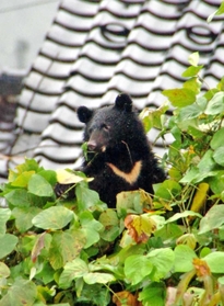住宅地の木に登り、周りの様子をうかがうツキノワグマの子グマ＝２０１０年１０月、豊岡市日高町日置
