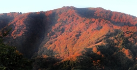 紅葉が見頃となった氷ノ山。朝日を浴びて輝く＝２８日朝、養父市大久保