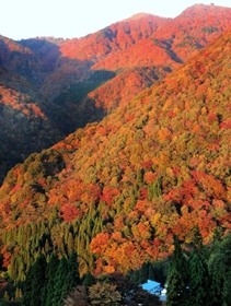 紅葉した木々が朝焼けに照らされ、山肌が一層鮮やかに染まった氷ノ山周辺＝２８日午前６時半、養父市大久保