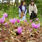 森の中で可憐な花を咲かせる「シクラメン・ヘデリフォリウム」＝神戸市灘区、六甲高山植物園